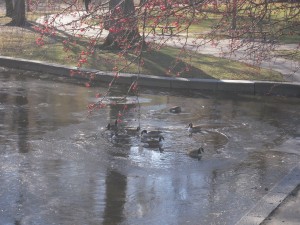 Volailles en mal d'eau non-gelée Volailles en mal d'eau non-gelée