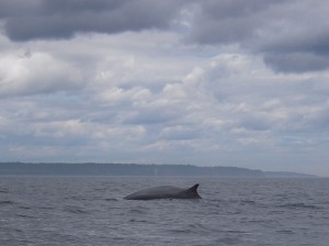 Petit rorqual Petit rorqual