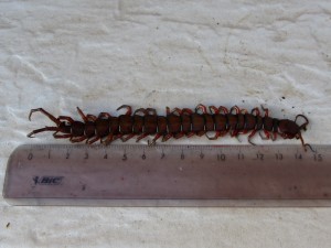Scolopendra gigantea vu de dessus