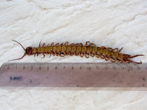 Scolopendra gigantea vu de dessous