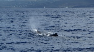Souffle du cachalot