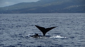 Une femelle sonde et le baleineau reste en surface
