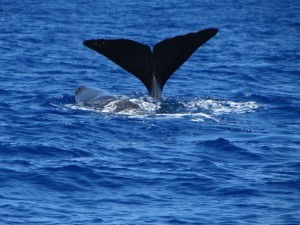 La femelle sonde et le baleineau reste en surface