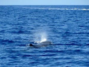 Souffle du cachalot