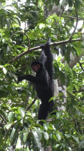 Un singe-araignée