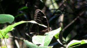 Un morpho.