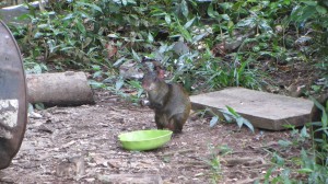 L'agouti, un animal domestique