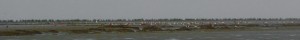 Les colonies de l'estuaire