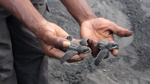 Tortues luth dans les mains Simon George, en charge de la hatchery de Rosalie.