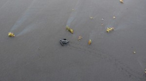 Jeune tortue luth et ses traces sur le sable
