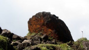 Algues rouges, caractéristiques du sommet.